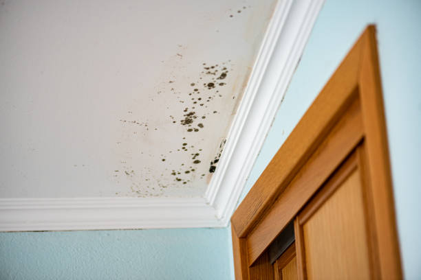 Office Mold Removal Services in Ontario, OR