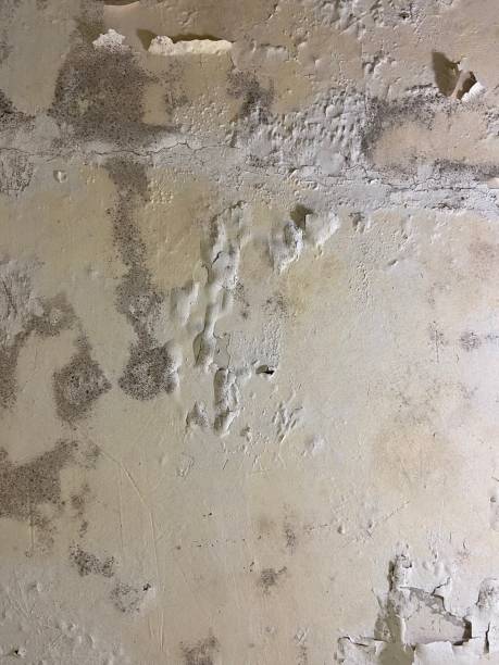 Home Mold Removal in Ontario, OR